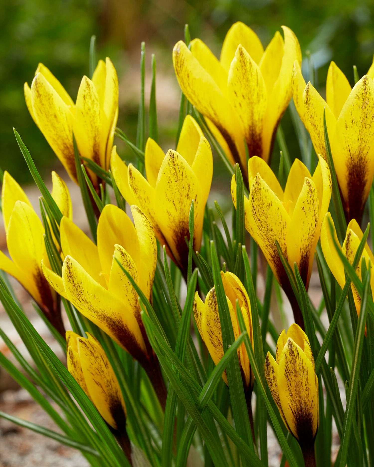 Krokus 'Korolkowii'